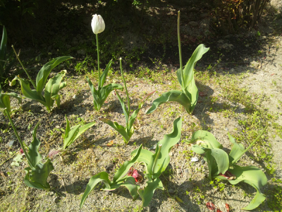 花が終わったら チューリップの栽培 いきもの観察ブログ カブトムシ飼育 さつまいも収穫